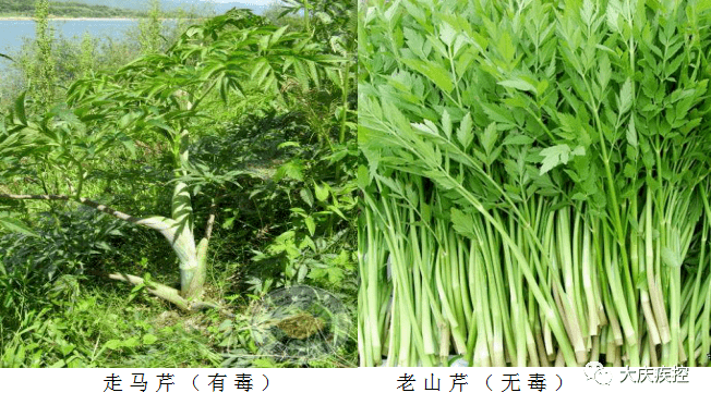 野菜野花惹人爱，误采误食危险来_案例