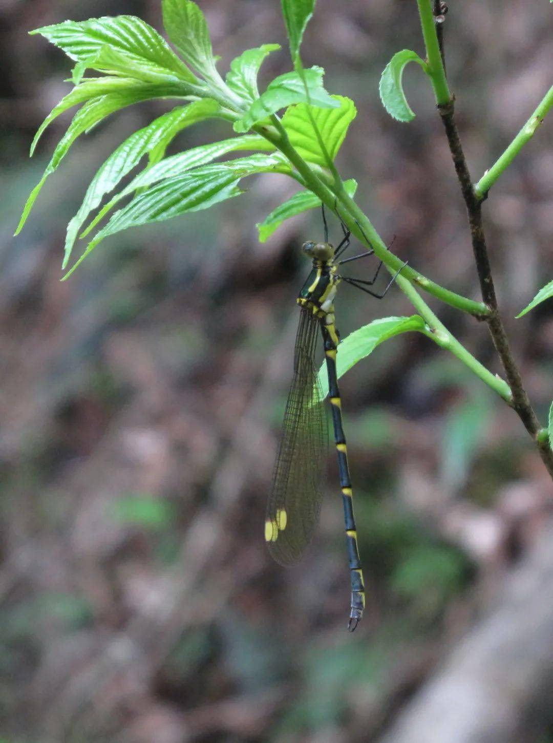 春夏之交 大自然生机盎然 飞爬们一齐出来了 昆虫