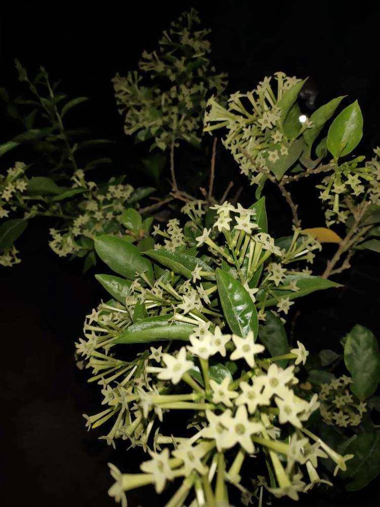 这5种别致的花 晚上才开 煮好宵夜守着看 开花 这5种别致的花 晚上才开 煮好宵夜守着看 开花