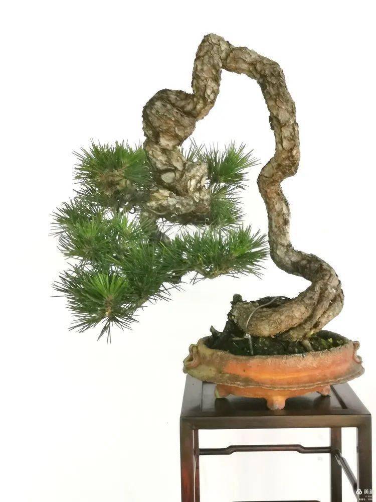 大饱眼福五一同安举行闽派盆景展太美了