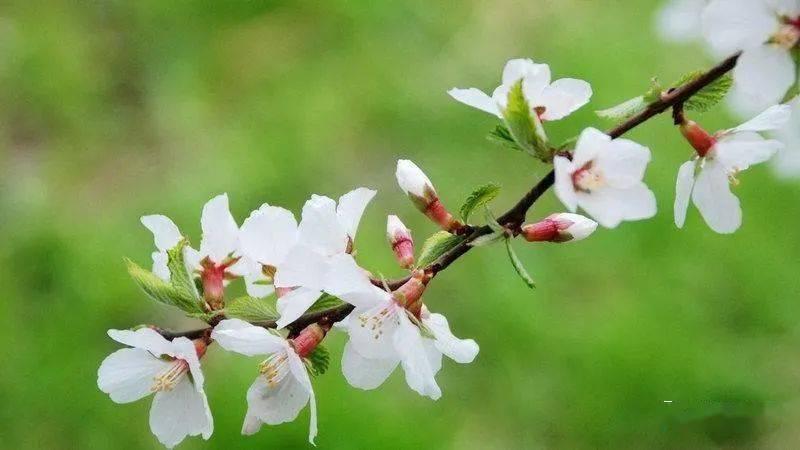 陆游 | 小楼一夜听春雨,深巷明朝卖杏花