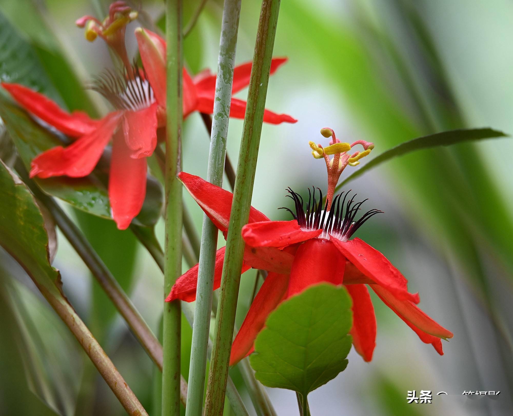 观赏性极佳的红花西番莲花