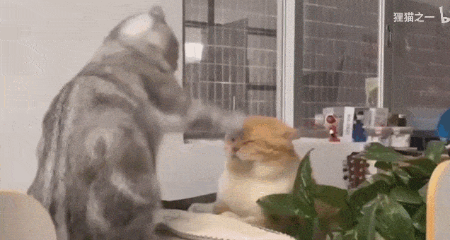 636_340gif 动态图 动图