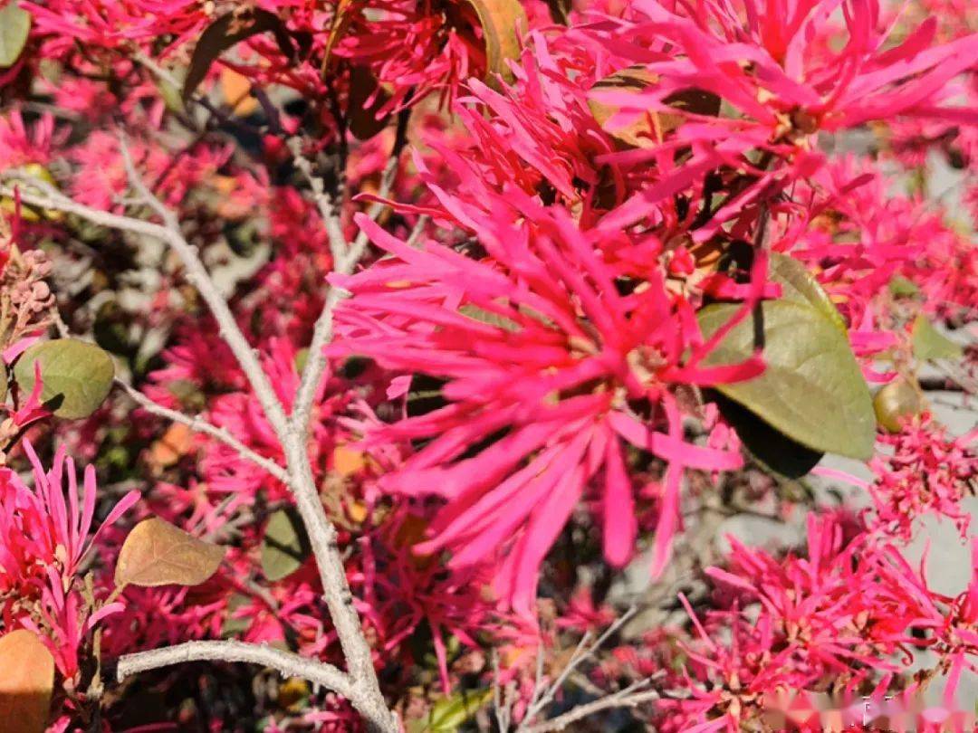 五月出游收下这份百花图谱啥花都能叫上名