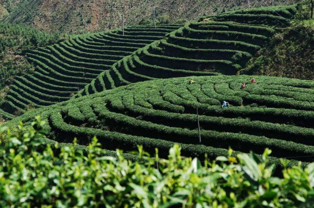 醉美乐昌,山水茶香_茶叶