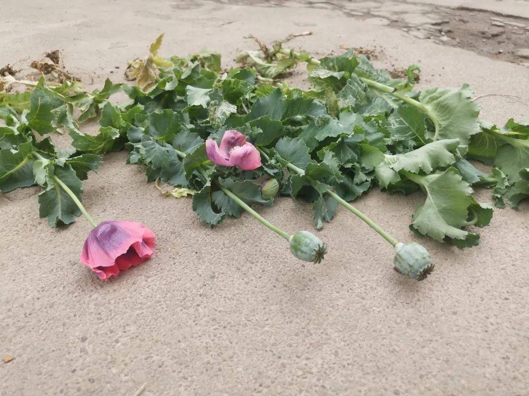 含山某居民家门口菜盆里长出罂粟,民警现场铲除