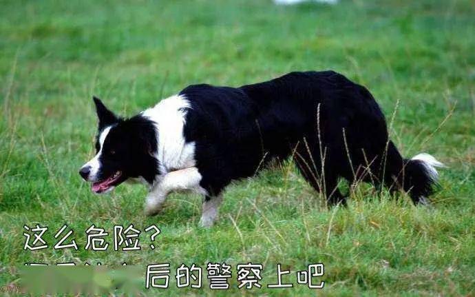 二哈都能當警犬為什麼智商第一的邊牧反而不行