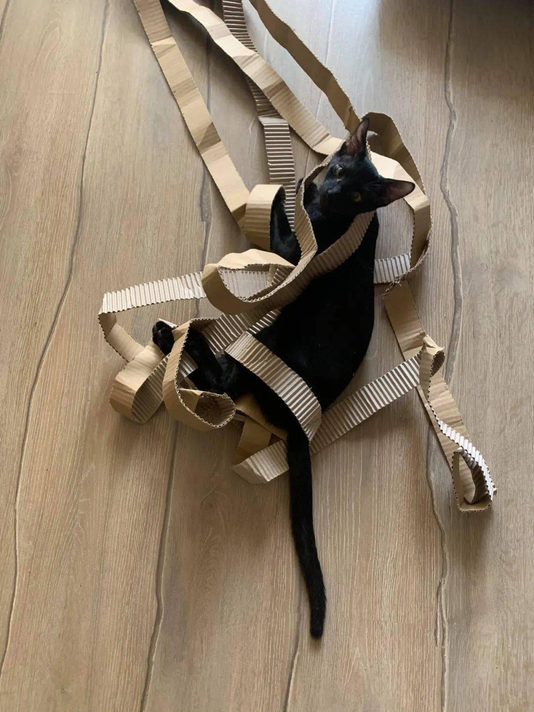 6猫主子天天疯狂拆家猫奴却这样说