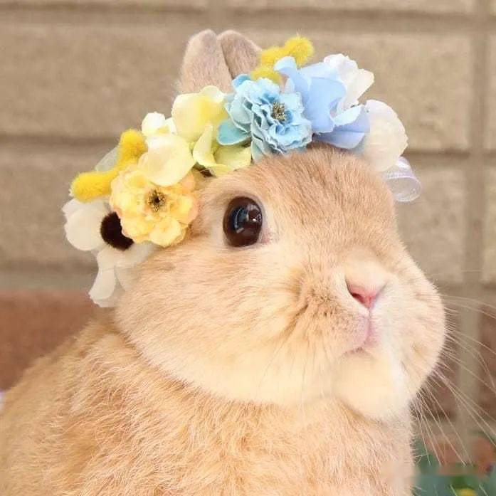 春日里的花花兔兔