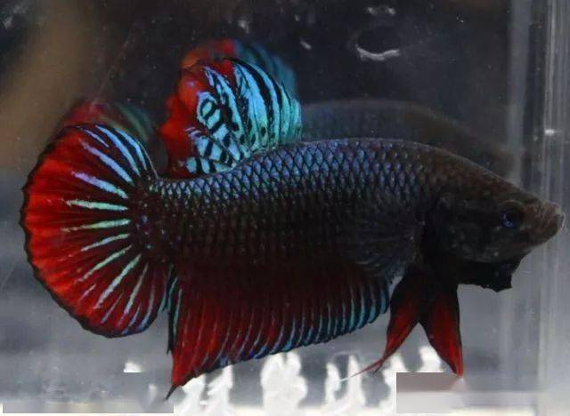 但搏击斗鱼游速很快,整个鱼体满是肌肉,嘴巴很大,牙齿也很锋利,视觉