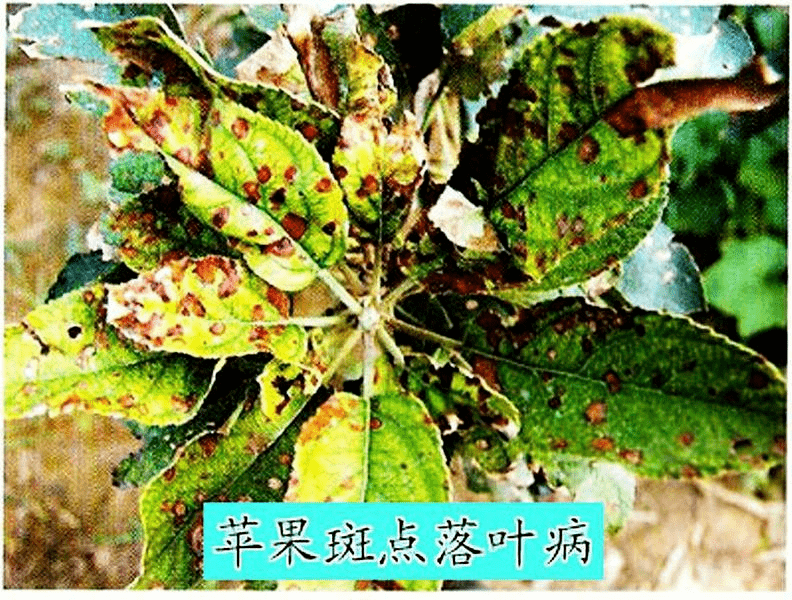 苹果赤星病图片大全图片