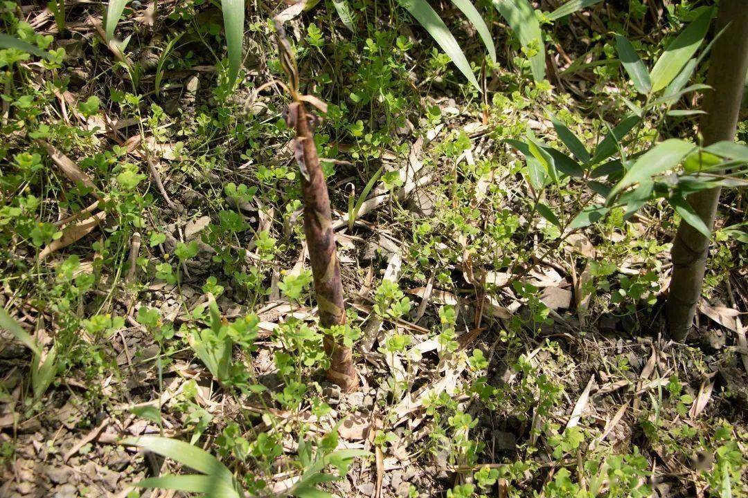 走小编带你挖洋芋择泡子克