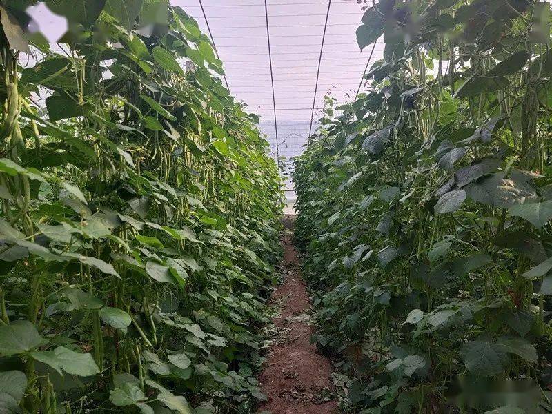 思远标准化芸豆挂满架