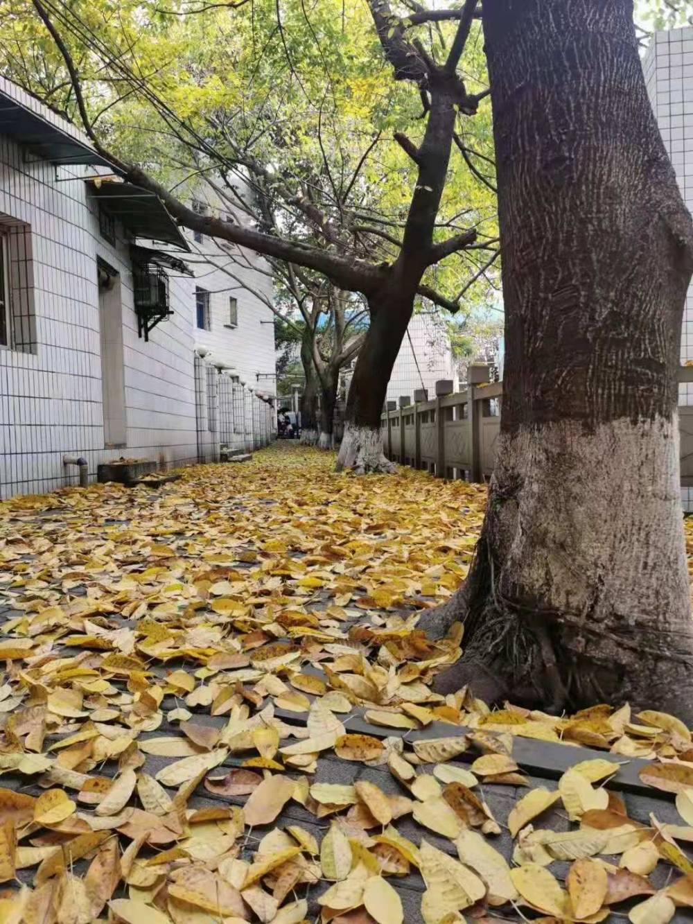 黄角树落叶图片