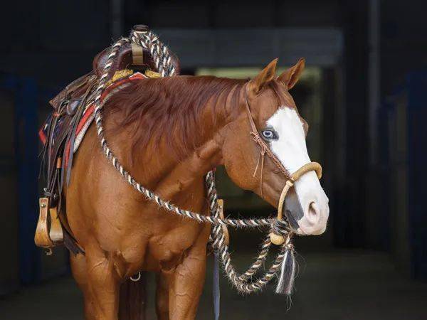 有馬海毛,馬鬃毛或馬尾毛製成的.