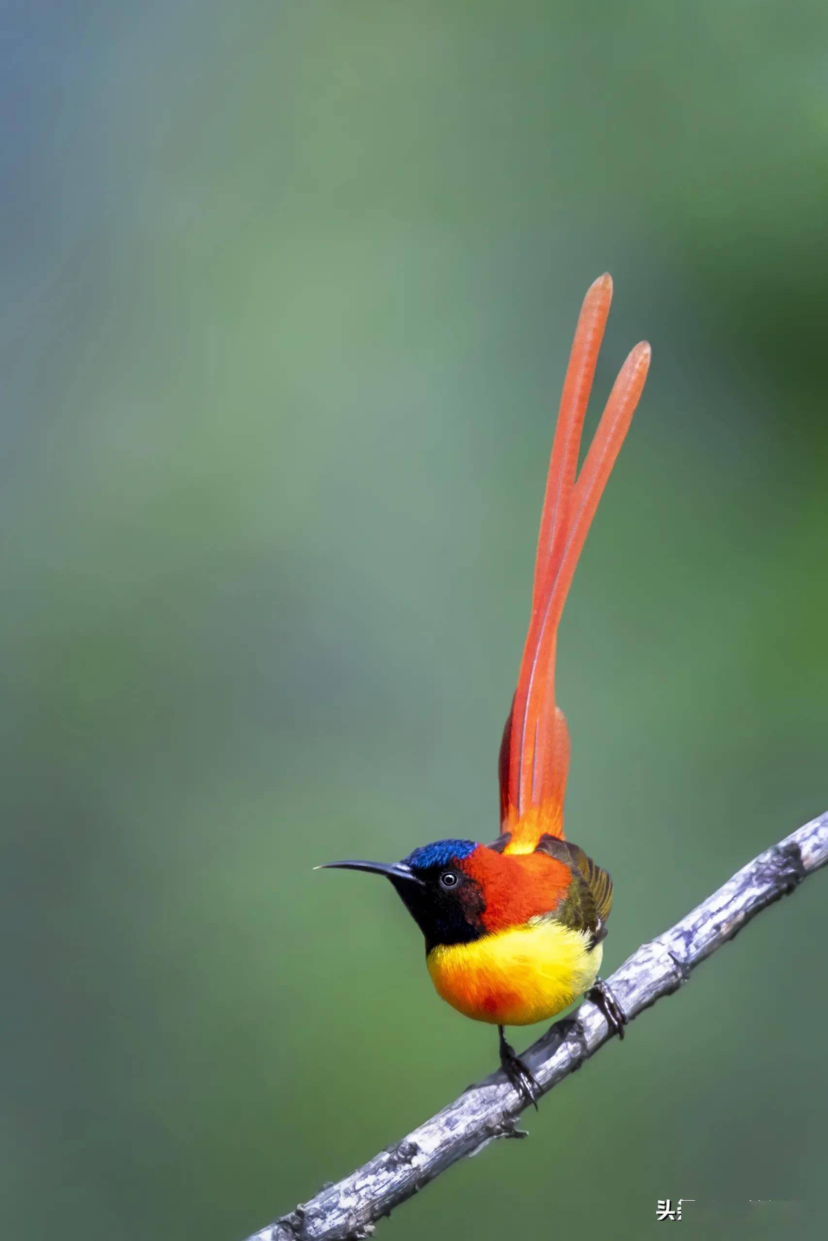 火尾太阳鸟晓阳george摄影