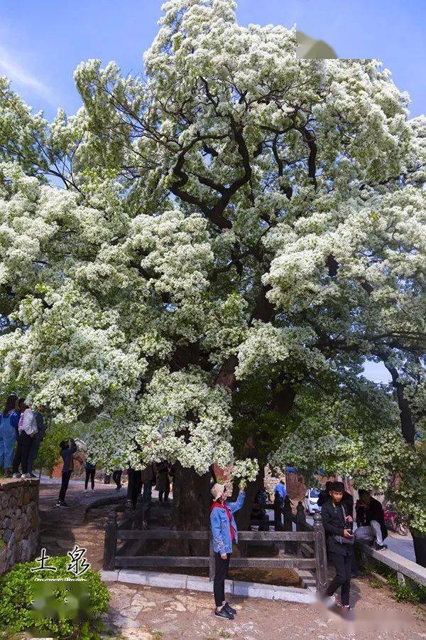 漂亮淄川土泉流苏树进入盛花期