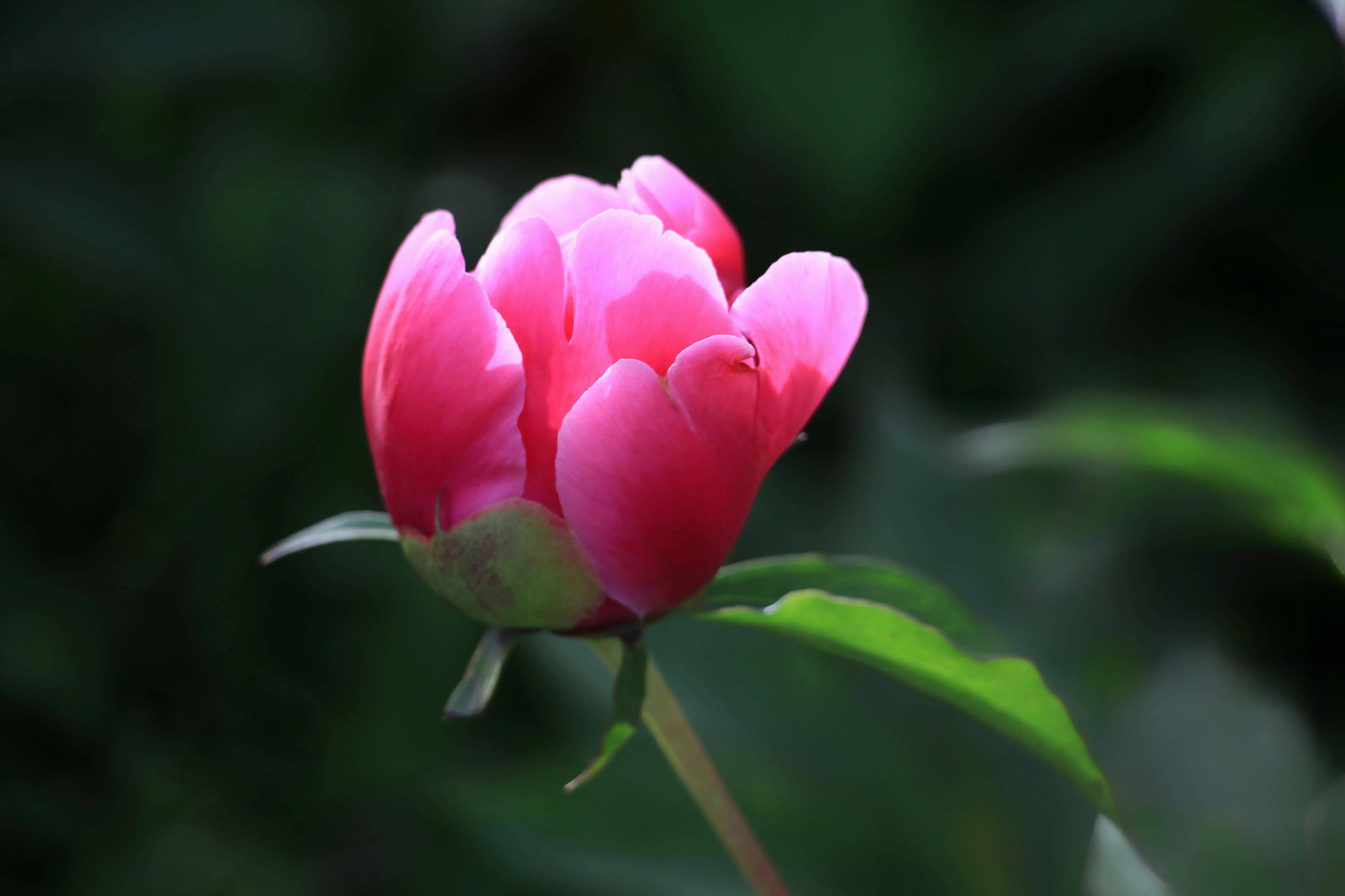 九幅精美芍药图