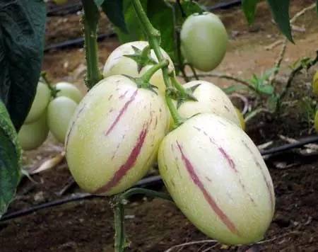 全球最罕见的奇葩水果你见过吗