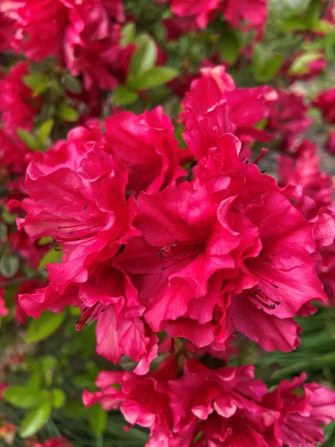 普陀人杜鹃绽放红街头快约上小伙伴一起走花路吧