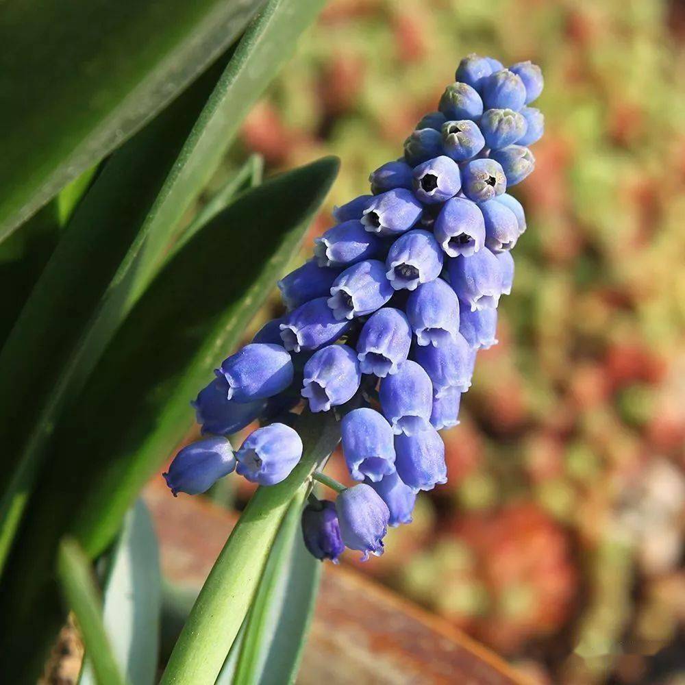 红属花语:不灭的爱△图片来源@于小鱼的下午日本蓝星花又名:彩冠花,尖