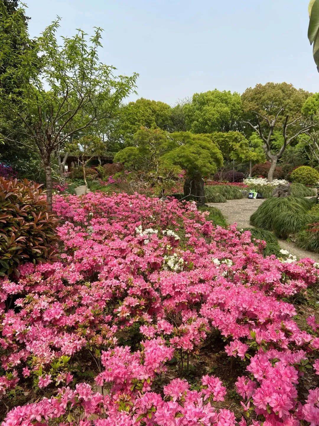 普陀人杜鹃绽放红街头快约上小伙伴一起走花路吧