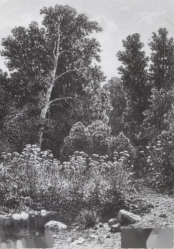 俄罗斯大师希施金素描作品——大森林的美与神秘,被渲染得淋漓尽致