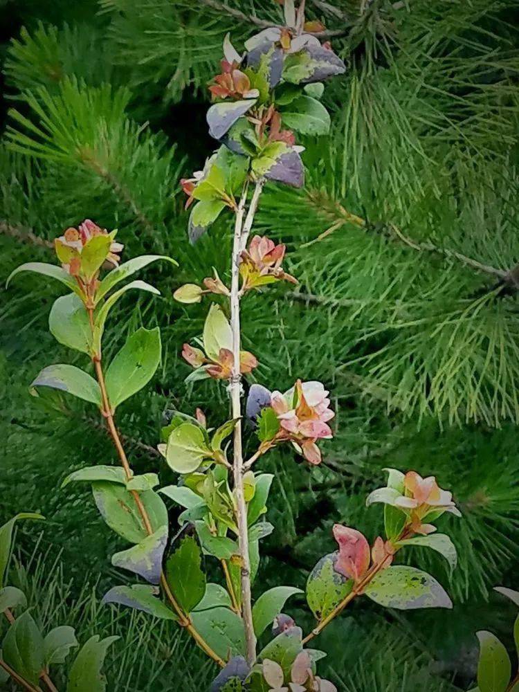 陕菜61美学观音粉