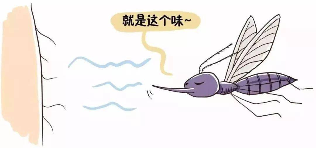 驱蚊秘笈大公开 宝宝舒心 妈妈放心 蚊子