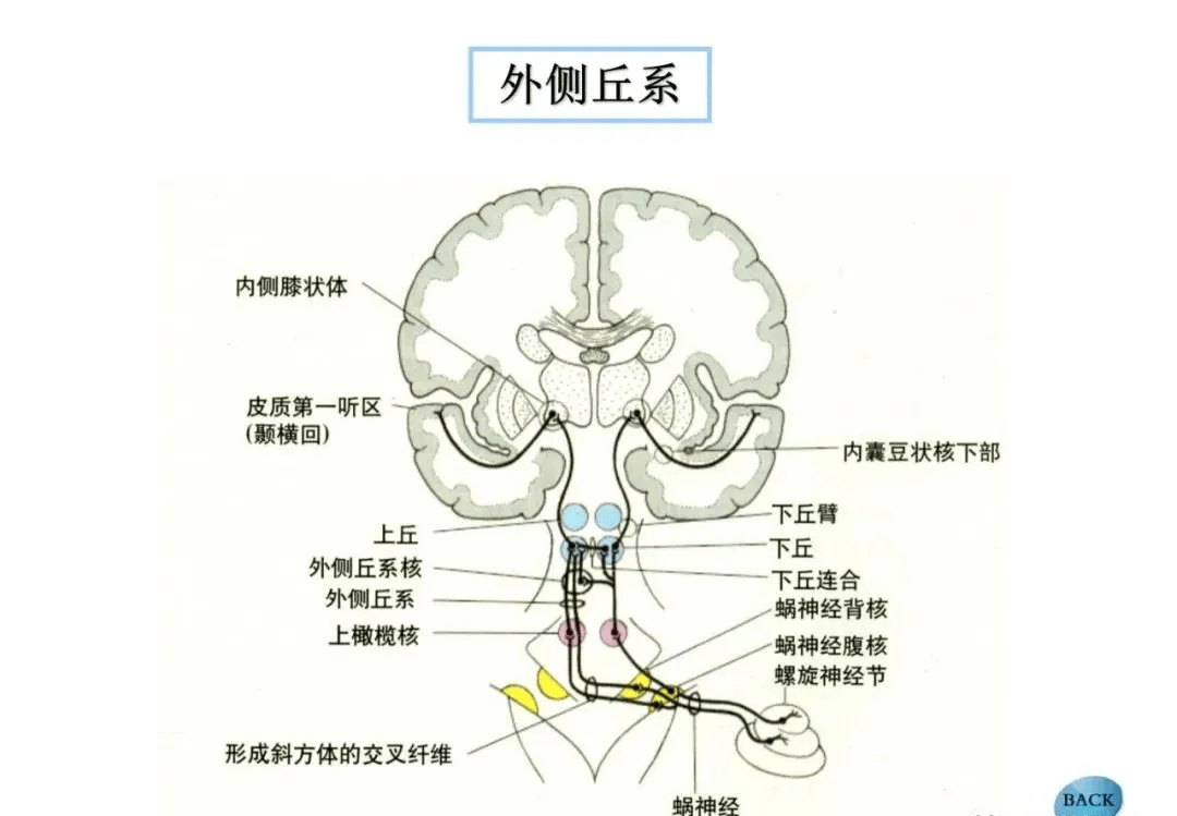 橄榄体解剖图片