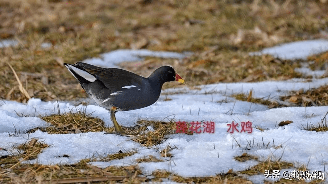 曲谱野鸟_农村野鸟图片(3)