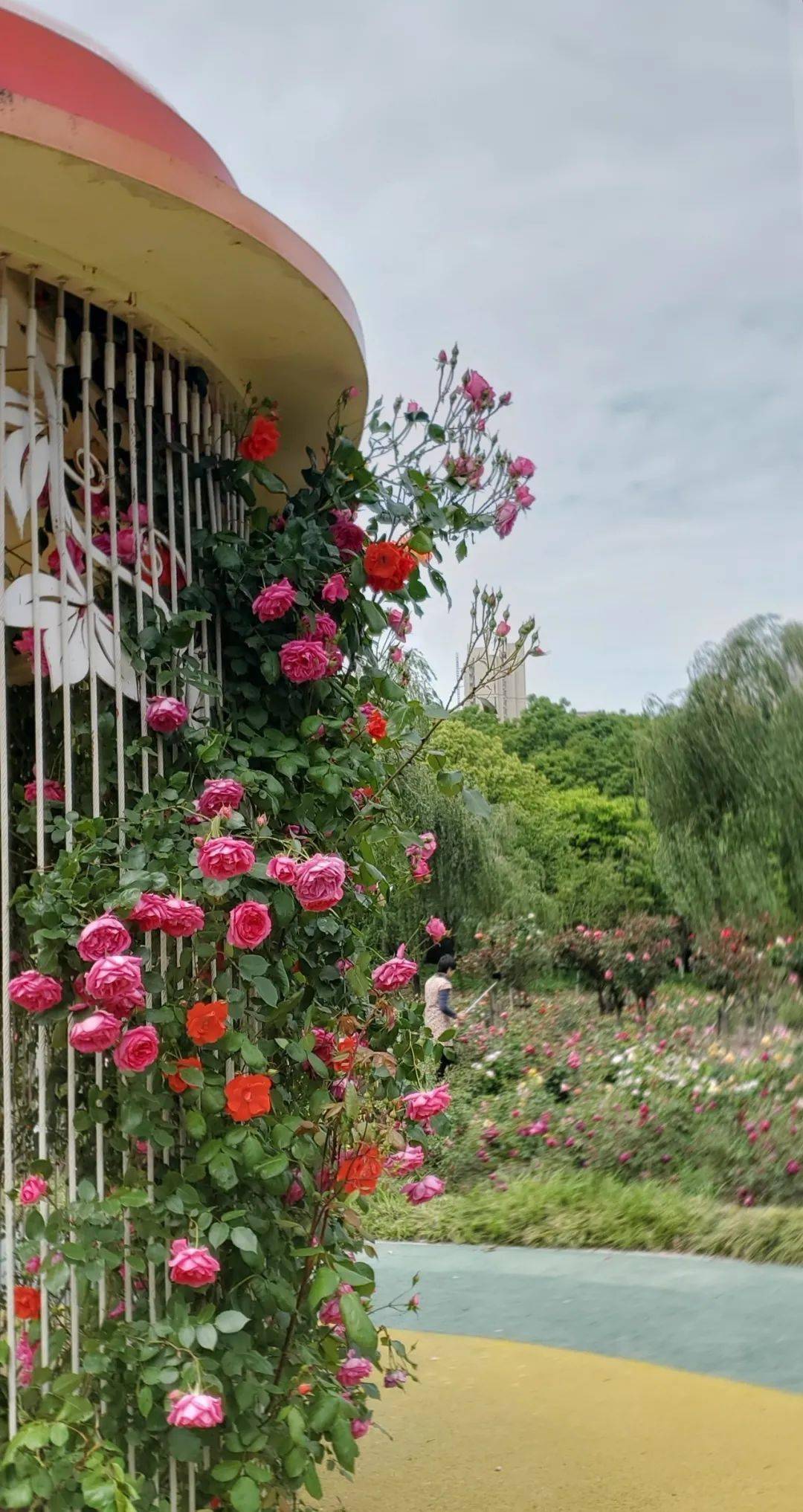 初夏和蔷薇最好的遇见