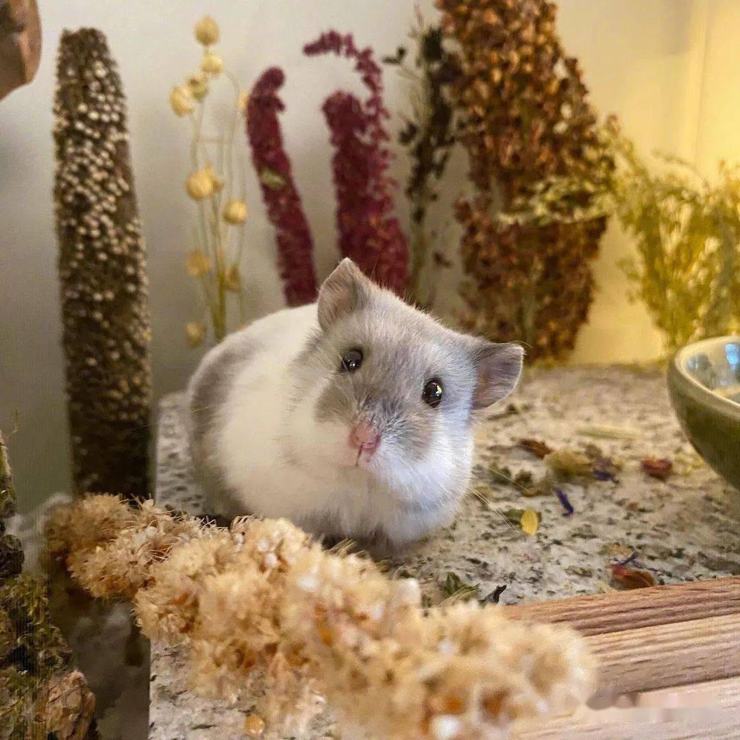 可爱弱小又无辜,这样的仓鼠好想拥有!