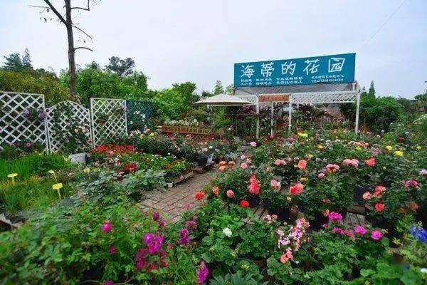 跟着海妈,学种花,去过被花园照亮的理想生活_海蒂