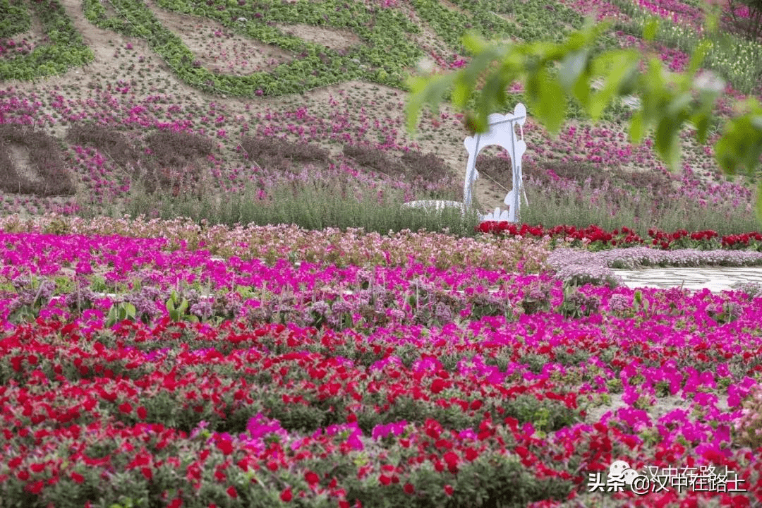 美極了瓜葉菊,矮牽牛南湖花千谷內的初夏的暖風一吹初夏時節,花海綻放