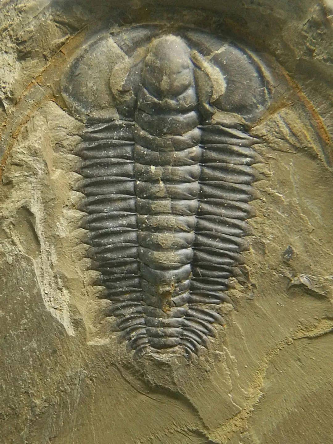 来帽天山,跟5亿年前的古生物对话!