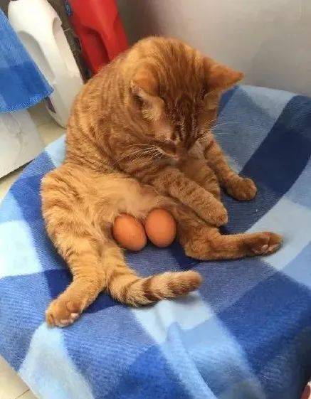 蛋蛋|喵生太艰难，猫：我受不了这委屈！
