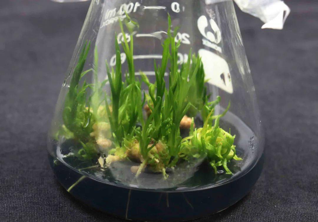 斑兰叶组培快繁技术在海南万宁被攻克 产业前景可观