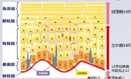 作用|泡水后手指会起皱，为什么别的地方就不会？
