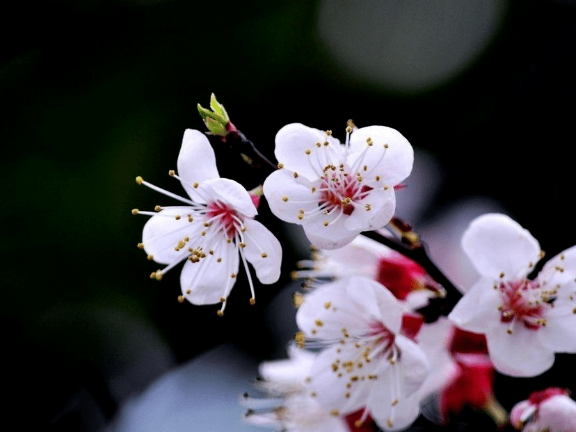 人文臨潭杏花落了一地