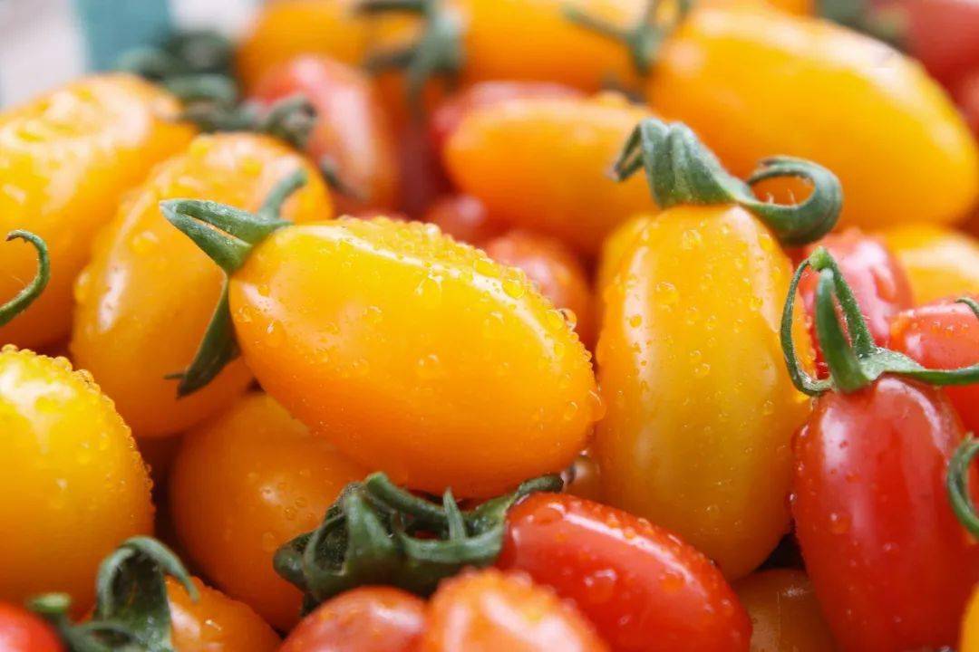 免费采摘600斤彩虹小番茄免费送松江工会家绿农场梦幻联动还有更多