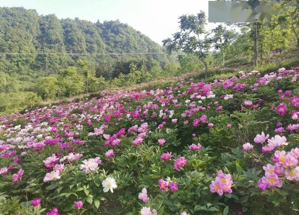 平利县城关镇:农旅产业的花样创新_芍药