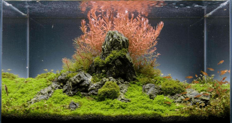 水草缸后景草的8种布局方式让你一次看个够