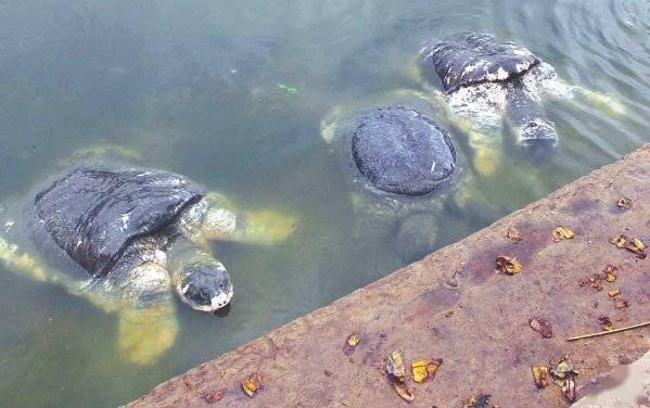 恒河鳖泛滥无人管,500万只"毒物"吃喝不愁,还想卖到中国?