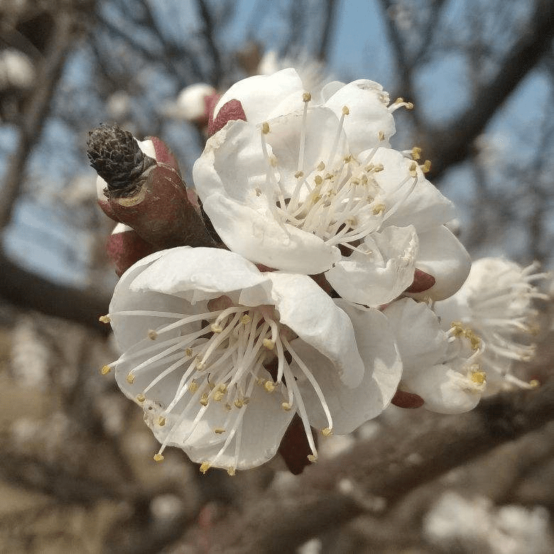 12个月各有各的花神 你出生在几月 你的花神就是它 花友