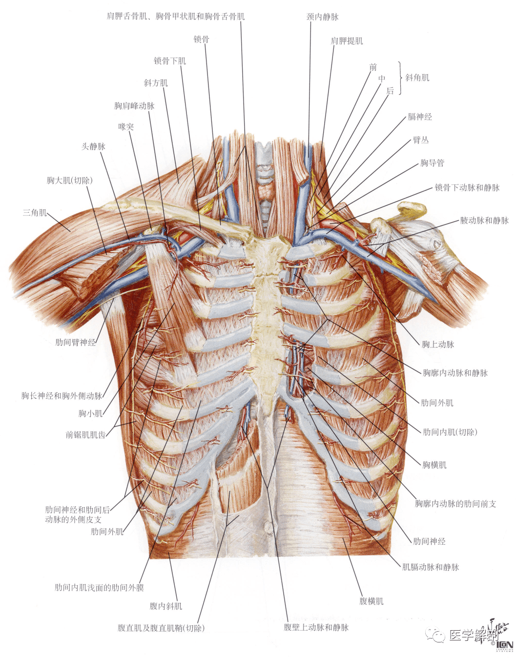 填图题 胸肌的解剖 医学