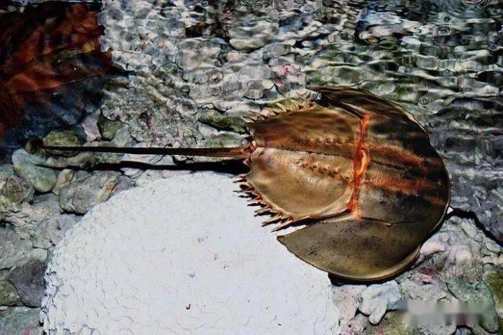 海南美食博主录制视频吃"法螺"被拘留_保护