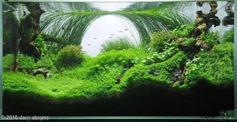 水草缸后景草的8种布局方式让你一次看个够