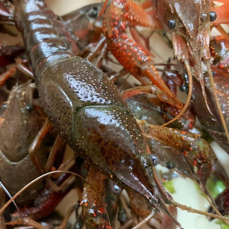 67选小龙虾青壳好还是红壳好区别挺大买错了难吃还费钱