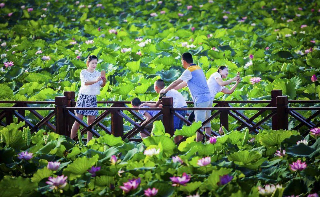 市民在木栈道上与荷花合影(图片来源:悦读桥头)